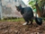 5 best techniques to keep cats from pooping in the yard