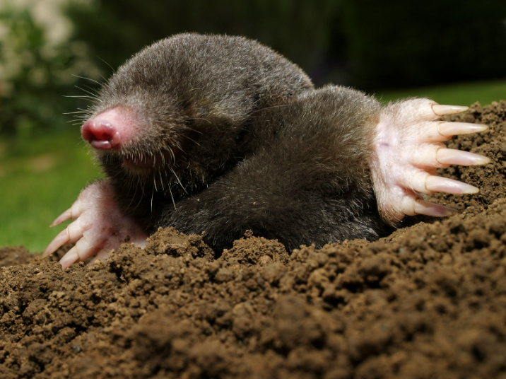 What is an animal deterrent spray made of?