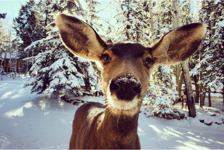 How to effectively use a deer repellent for the best results