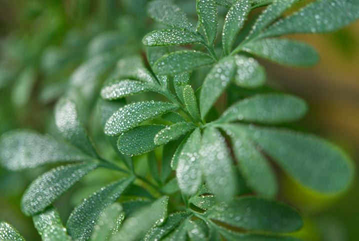 Should you use plants to get rid of cats in your yard?