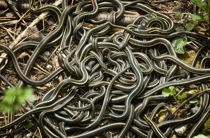 7 quick tips to effectively use a snake repellent spray