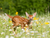 How to use deer repellent for flowers