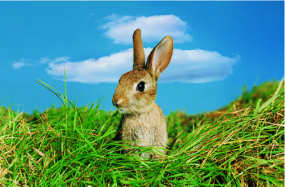 All you need to know about using a rabbit repellent for garden