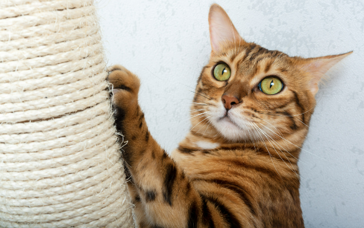 How to choose the best spray to stop cats from scratching furniture