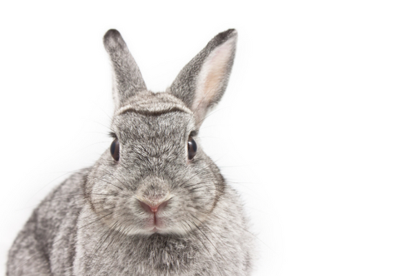 How to choose a safe rabbit repellent