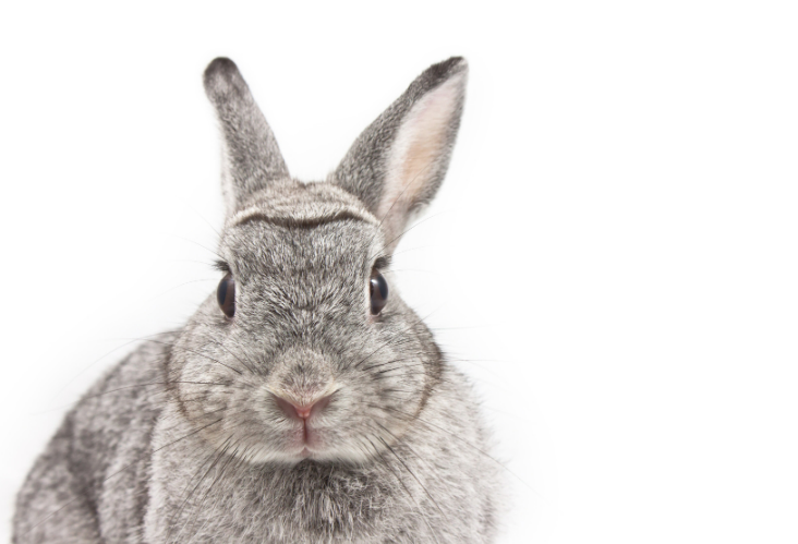 How to choose a safe rabbit repellent