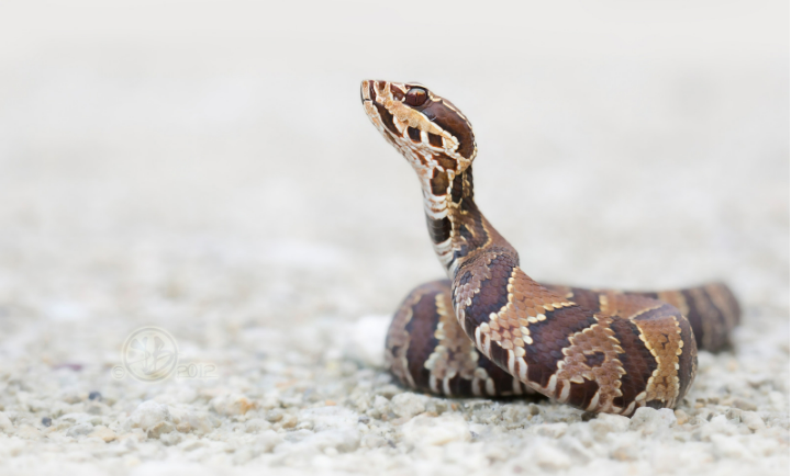 What is the natural way to get rid of snakes?