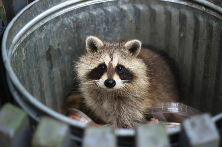 What is the best raccoon repellent?