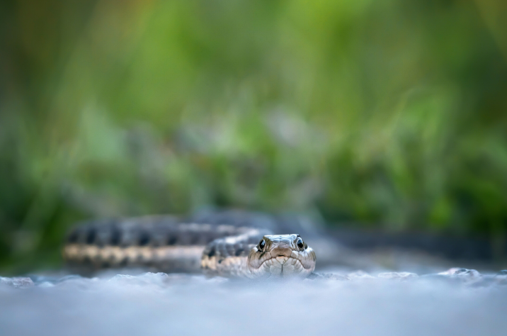 How to keep snakes away from your house?