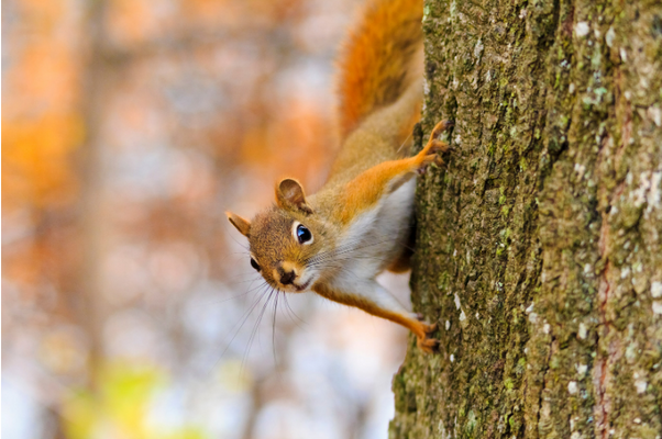 What is the best squirrel deterrent for gardens?