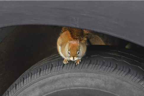 How to choose the best rodent repellent spray for cars