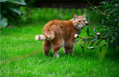 How to keep stray shop cats off patio furniture