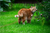 6 Mistakes to avoid to keep cats off your lawn