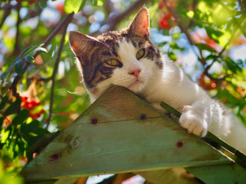 5 ways to stop cats from pooping in the garden