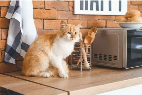 What are the best techniques to keep cats off the counter?