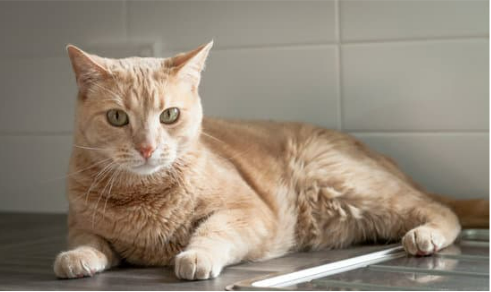 What are the best techniques to keep cats off the counter?