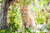 What is the best cat repellent for gardens?