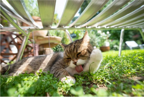 What is the best cat repellent for gardens?