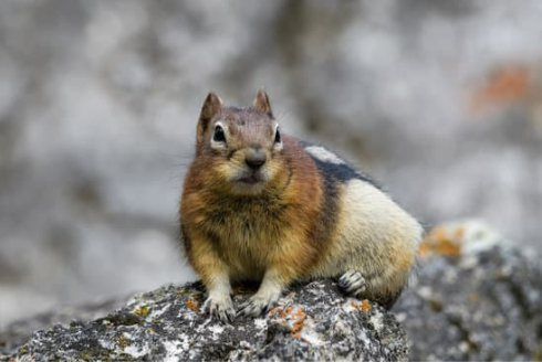 What is the best deterrent for ground squirrel control?