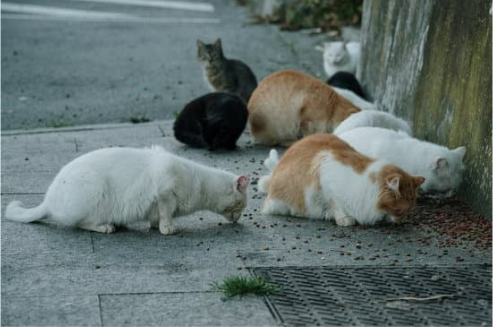 6 best ways to get rid of stray cats in the yard