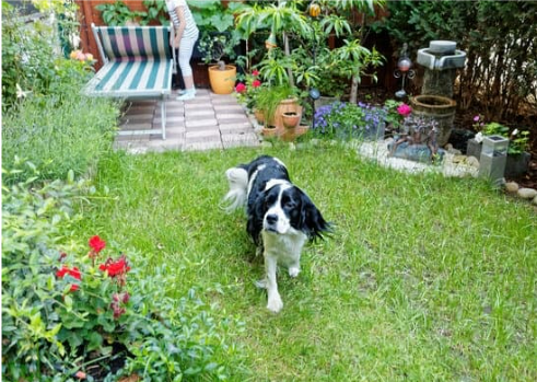 How to keep shop dog out of garden