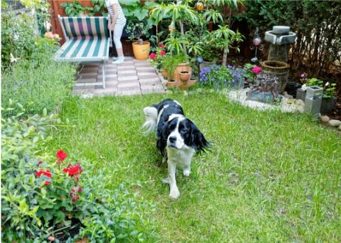 How to keep dogs away from your garden