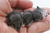 How to get rid of field mice quickly with mice repellent spray