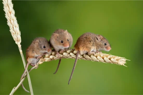 Buying guide for mouse repellent spray for cars