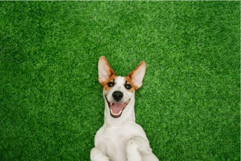 How to keep dogs off grass