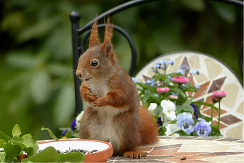 The best way to repel squirrels from your garden