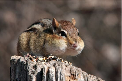 How to use chipmunk repellent in vegetable gardens