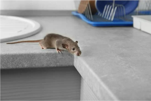 Do mice repellent spray work?
