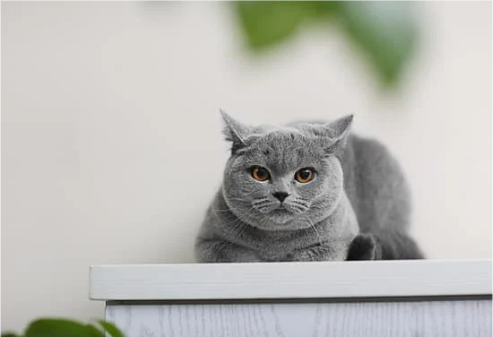 5 steps to keep cats from jumping on countertops “with cat mace liquid just light spray and wipe off”