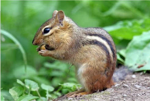 6 best chipmunk repellents for your garden