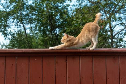 Installing a cat fence outdoor device Nature s Mace