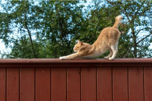 What you need to know about installing a cat fence outdoor device