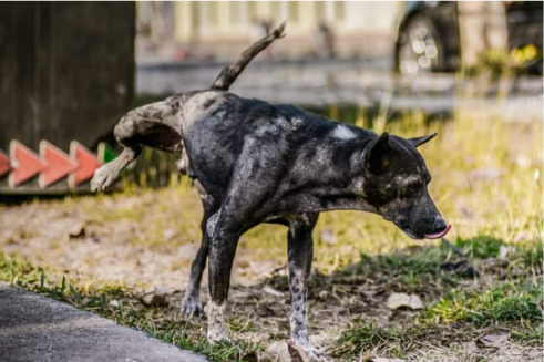 What to consider when looking for a spray to keep dogs from peeing