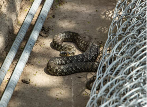 A guide to snake deterrents