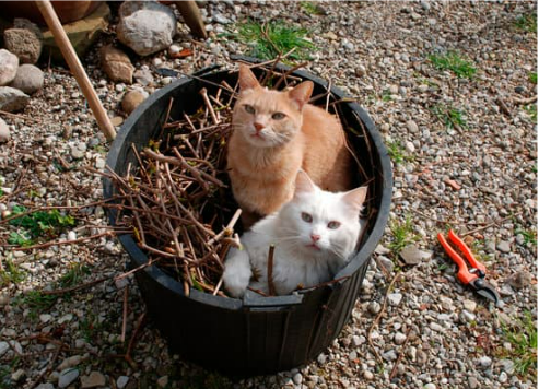 How to keep stray cats off patio on sale furniture