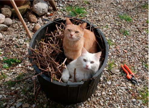 What can keep cats out of my garden?