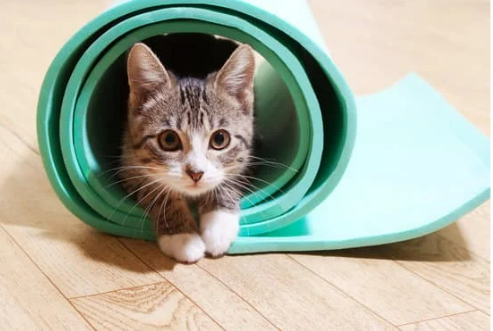Should you use a cat deterrent mat to fix bad cat behavior?