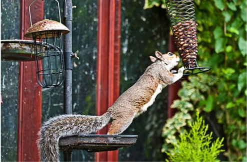 6 humane methods to keep squirrels out of the garden…