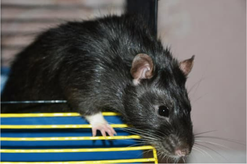 What are the best rodent repellers for cars?