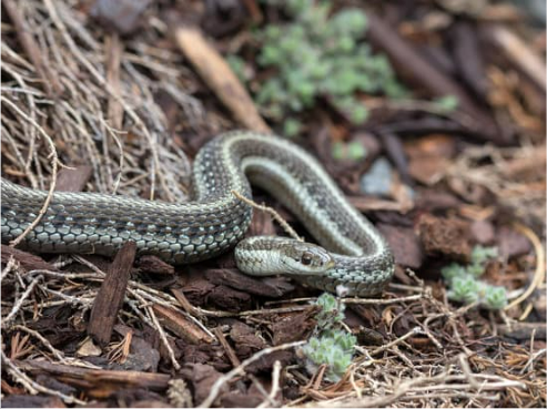 Snake Deterrents: How to get rid of snakes