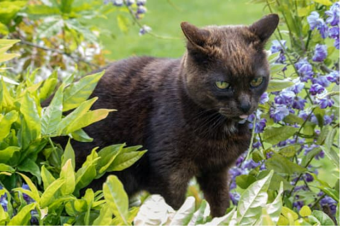 6 tips to keep cats out of my garden