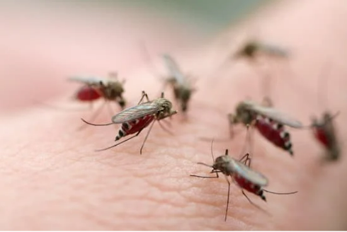 The best way to get rid of mosquitoes
