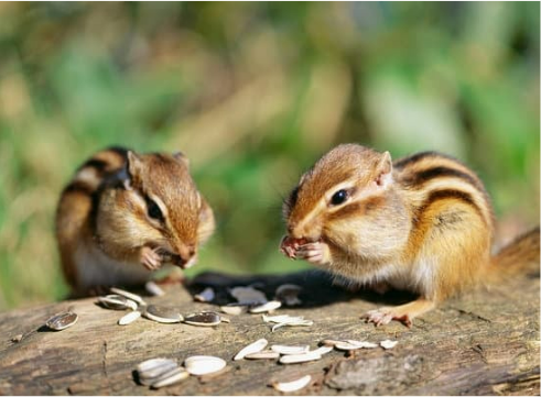 How to get rid of chipmunks from vegetable gardens