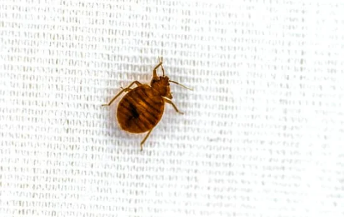 How much does it cost to eliminate bed bugs without an exterminator