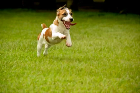 Dog deterrent for lawns that actually work