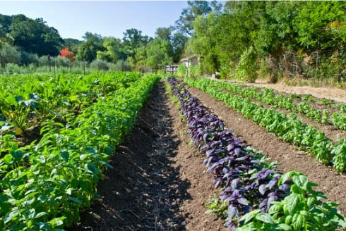 Tips on using organic outdoor animal repellent
